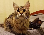 Кошки в Ливны: Котята из международного питомника wcf, 30 000 руб. - фото 7