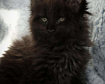 Кошки в Карачеве: Котик Мейн Кун, 30 000 руб. - фото 2