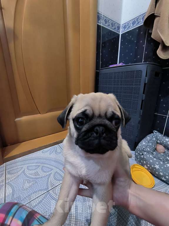 Собаки в Ульяновске: Щенок Мопса Мальчик, 29 000 руб. - фото 8