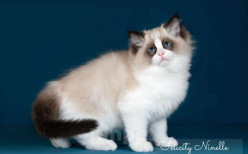 Кошки в Москве: Рэгдолл котята  Мальчик, 200 000 руб. - фото 3