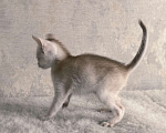 Кошки в Тюмени: Абиссинский котенок серебро Мальчик, 70 000 руб. - фото 2