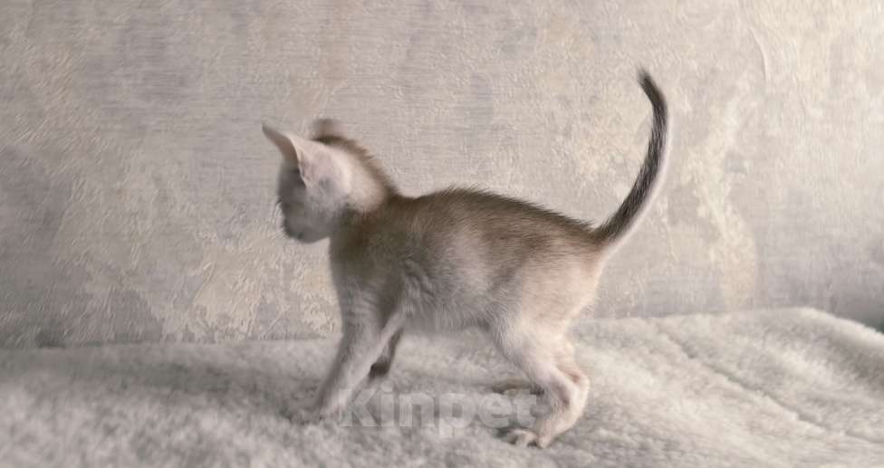 Кошки в Тюмени: Абиссинский котенок серебро Мальчик, 70 000 руб. - фото 2
