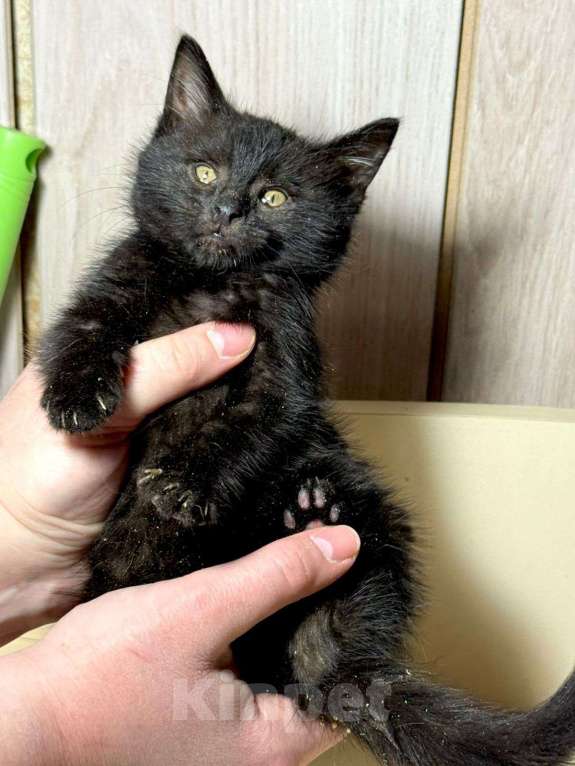Кошки в Москве: Котёнок девочка в добрые руки  Девочка, Бесплатно - фото 2