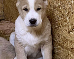 Собаки в Костроме: Щенки среднеазиатской овчарки (алабай) Мальчик, 35 000 руб. - фото 1