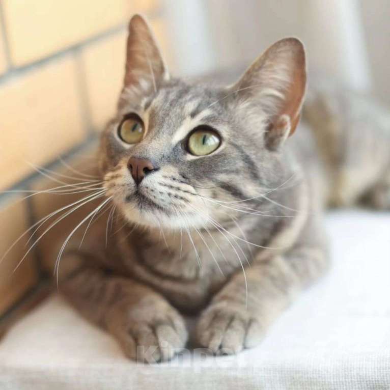 Кошки в Москве: Самый ласковый котик Марсель Мальчик, Бесплатно - фото 2