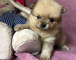 Собаки в Новосибирске: Продам мини мишек шпиц Девочка, 35 000 руб. - фото 2