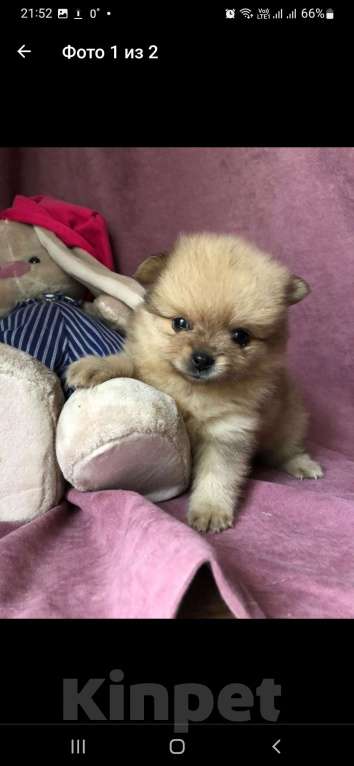 Собаки в Новосибирске: Продам мини мишек шпиц Девочка, 35 000 руб. - фото 2