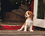 Собаки в других городах Московской области: Девочка кавалер бленхейм  Девочка, 120 000 руб. - фото 1
