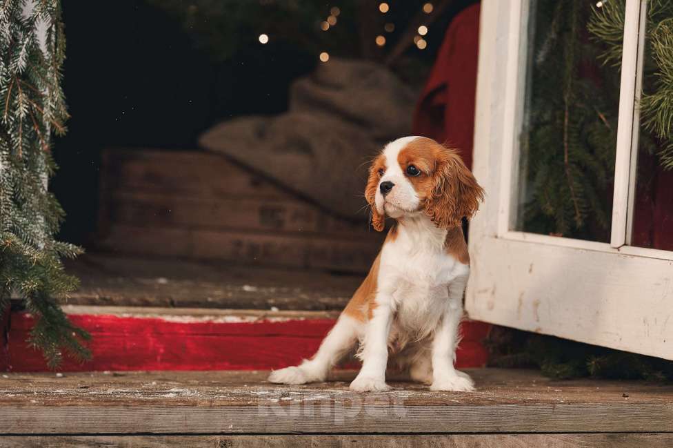 Собаки в других городах Московской области: Девочка кавалер бленхейм  Девочка, 120 000 руб. - фото 1