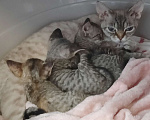 Кошки в Санкт-Петербурге: Котенок Девон-рекс Мальчик, 25 000 руб. - фото 4