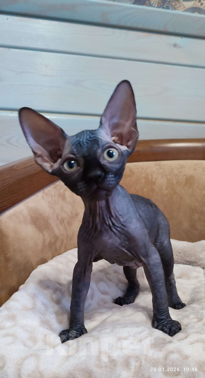 Кошки в Москве: Котята канадского сфинкса Мальчик, 45 000 руб. - фото 4