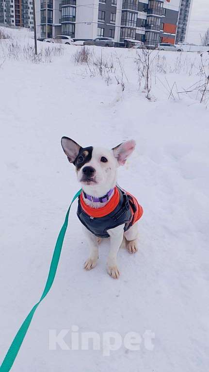 Собаки в Санкт-Петербурге: Маленькая красивая собачка Девочка, Бесплатно - фото 2