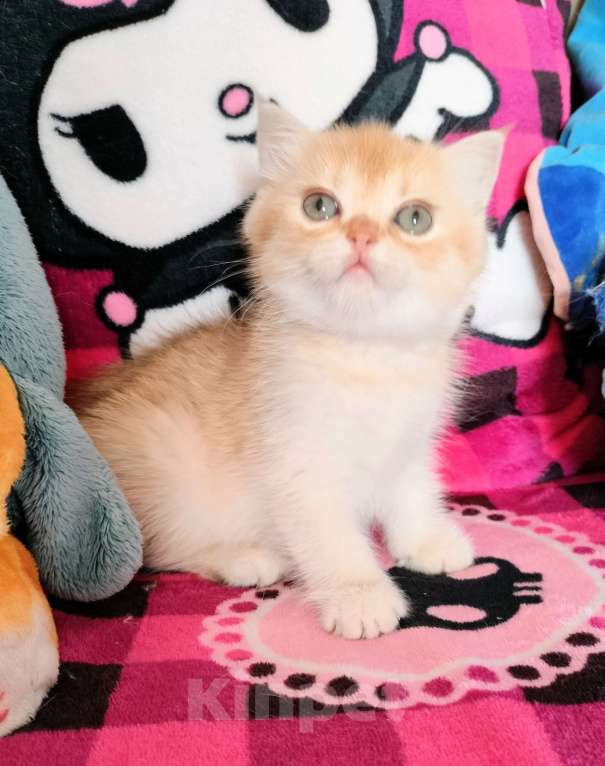 Кошки в Воронеже: Золотая шоколадная завуалированная шиншилла Девочка, 40 000 руб. - фото 4