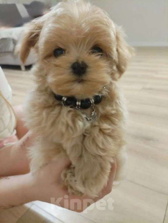 Собаки в Москве: микро щенок мальтипу Мальчик, 125 555 руб. - фото 2