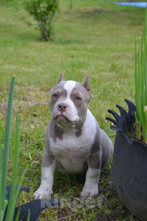 Собаки в Новосибирске: Щенки американский булли Девочка, Бесплатно - фото 3