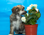 Собаки в Раменском: Китайская хохлатая пуховые Мальчик, 12 000 руб. - фото 3