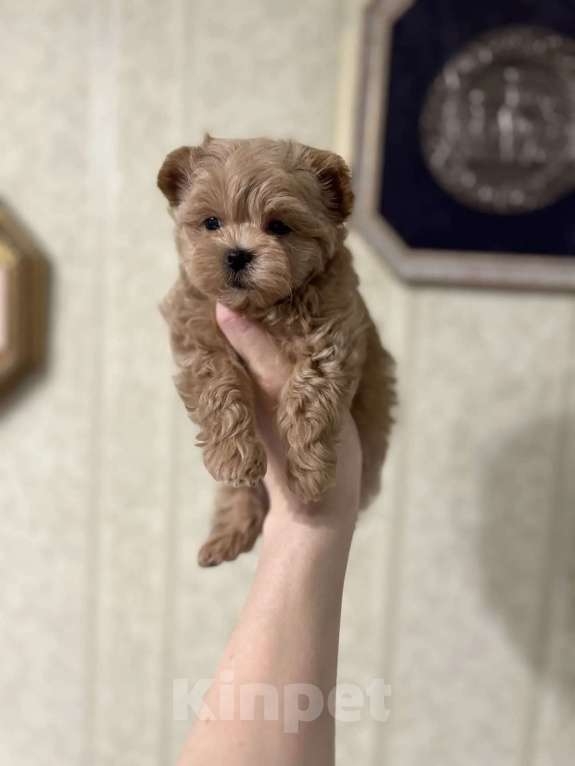 Собаки в Москве: Мальтипу f1 Мальчик, 180 000 руб. - фото 1