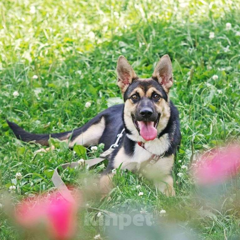 Собаки в других городах Московской области: Альфа Девочка, Бесплатно - фото 3