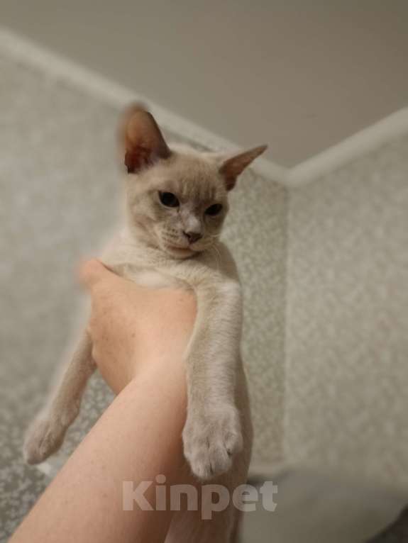 Кошки в Москве: Бурманские лиловые котята Мальчик, 40 000 руб. - фото 8