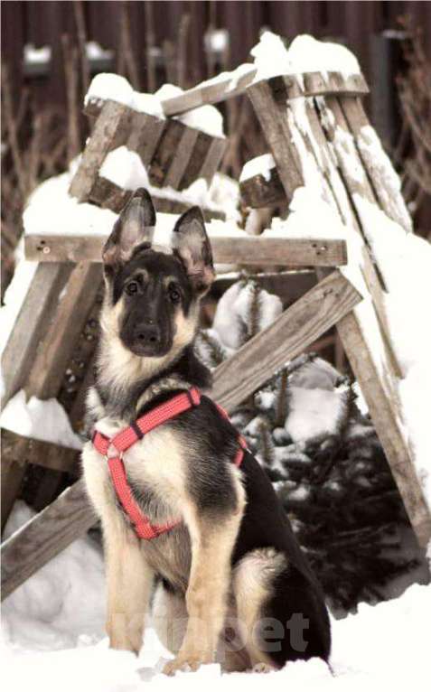 Собаки в Кемерово: Щенок ВЕО с хорошей  родословной Девочка, 30 000 руб. - фото 1