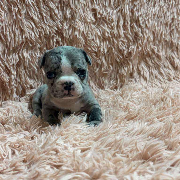 Собаки в Туле: Французский бульдог Мальчик, 25 000 руб. - фото 7