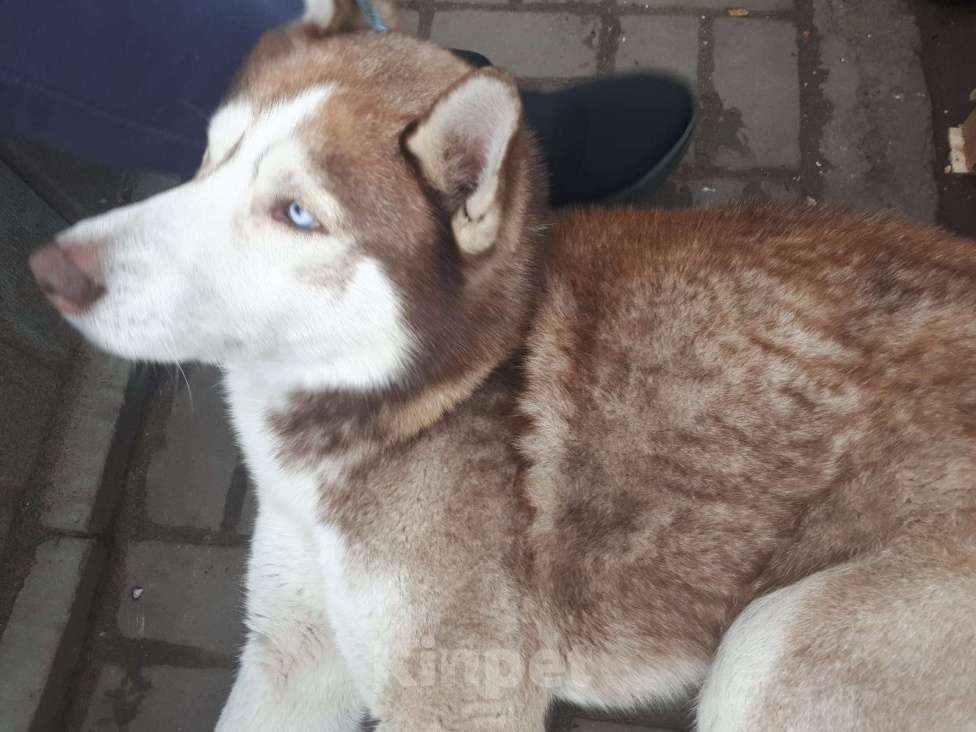 Собаки в Волгограде: Нашли сибирская хаски .  г Волгоград Держинский район.  Мальчик, Бесплатно - фото 7
