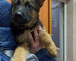 Собаки в Самаре: ЭЛИТНЫЕ ЩЕНКИ от заводчика Девочка, 50 000 руб. - фото 3