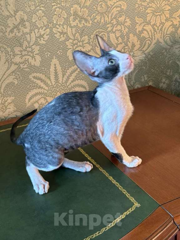 Кошки в Санкт-Петербурге: Котёнок корниш-рекс Мальчик, Бесплатно - фото 2