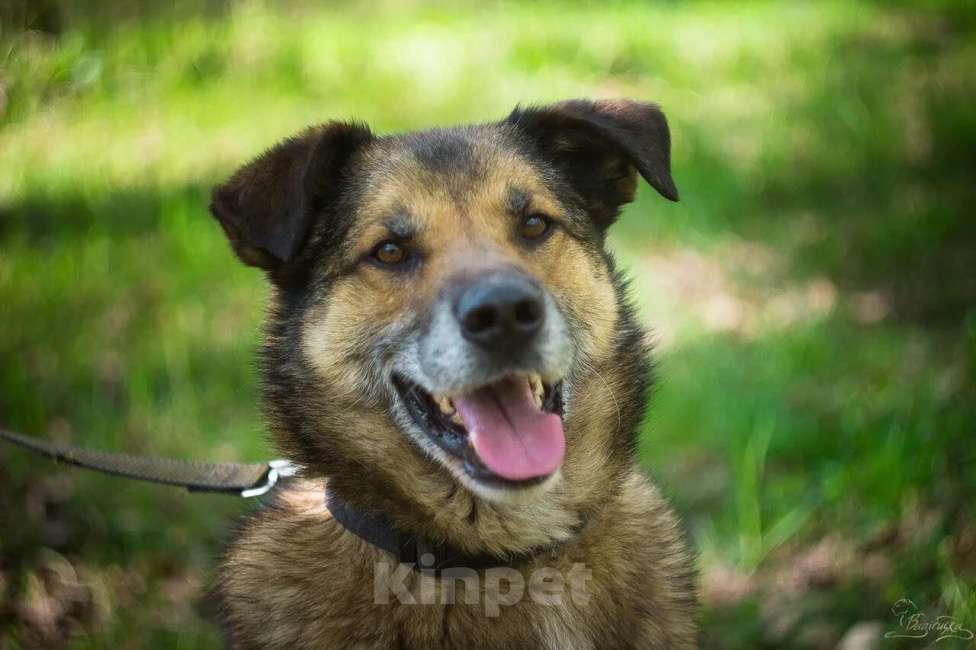 Собаки в Москве: Амулет Мальчик, Бесплатно - фото 4