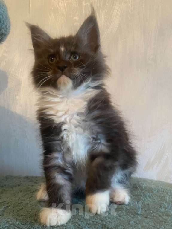 Кошки в Москве: Мейн-кун черный дым биколор Мальчик, Бесплатно - фото 2