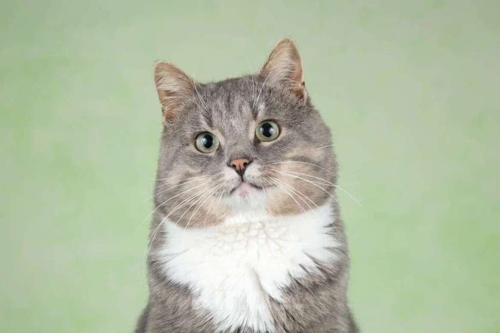 Кошки в Москве: Очаровательный щекастик Дзюба ищет дом Мальчик, 1 руб. - фото 3