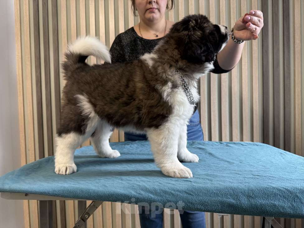 Собаки в Тамбове: Ван Гог с Тамбовского Края  Мальчик, Бесплатно - фото 3