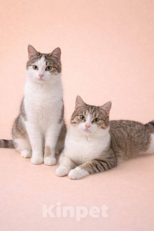 Кошки в Москве: Лилу и Юкки в поисках семьи Девочка, Бесплатно - фото 2