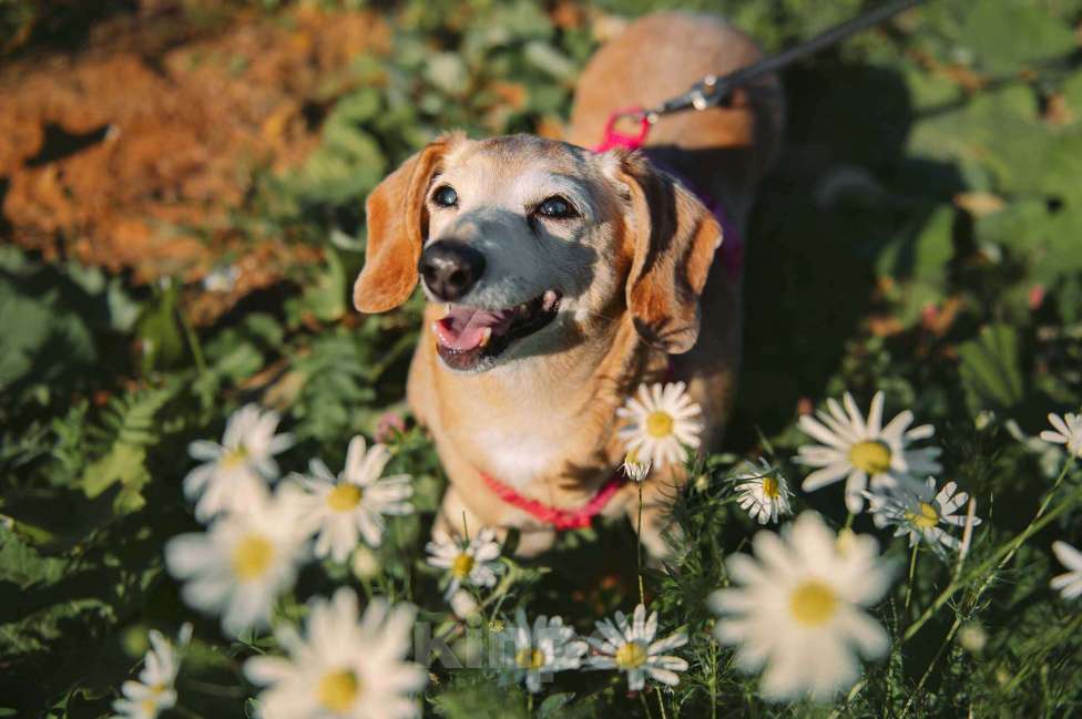 Собаки в Москве: Мокко Девочка, Бесплатно - фото 4