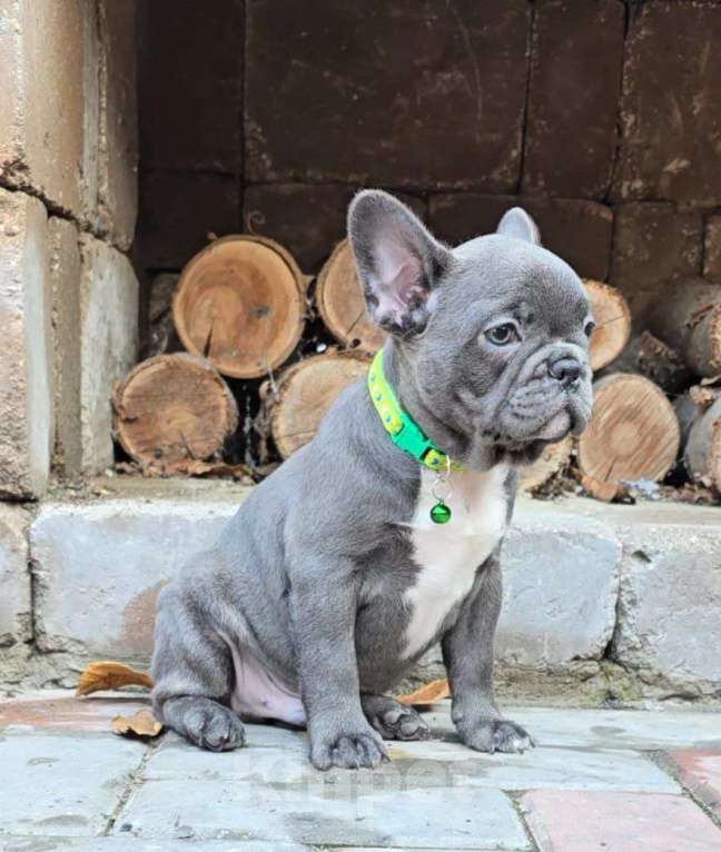 Собаки в Симферополе: Голубой мальчик щенок Мальчик, 60 000 руб. - фото 2