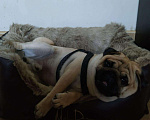Собаки в Владивостоке: Мопс щенки с документами (привиты), 30 000 руб. - фото 2