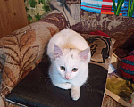 Кошки в Камызяке: Котёнок, 1 руб. - фото 2