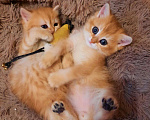 Кошки в Малоархангельске: Золотые мальчики Мальчик, 20 000 руб. - фото 3