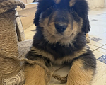 Собаки в Курске: Продам Щенков Монгольского бьанхара Разнополые, 40 000 руб. - фото 7