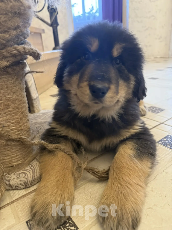 Собаки в Курске: Продам Щенков Монгольского бьанхара Разнополые, 40 000 руб. - фото 7