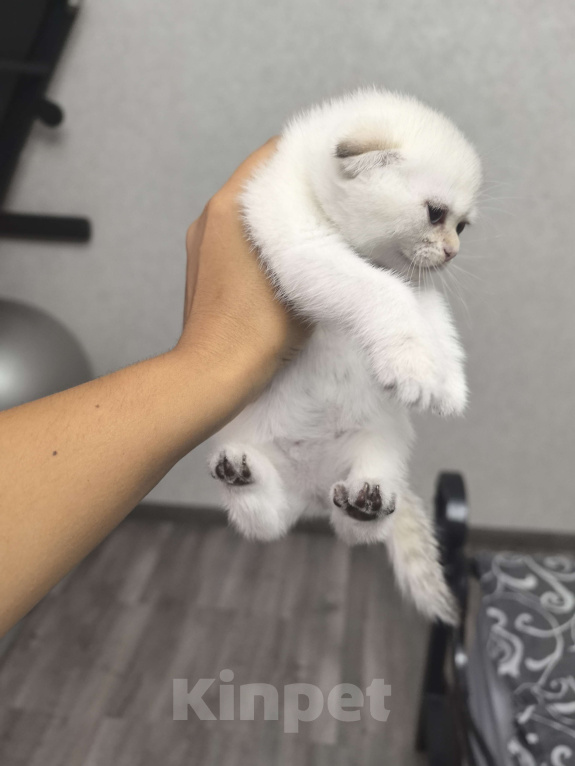 Кошки в Краснодаре: Серебристая шиншилла Девочка, 12 000 руб. - фото 3