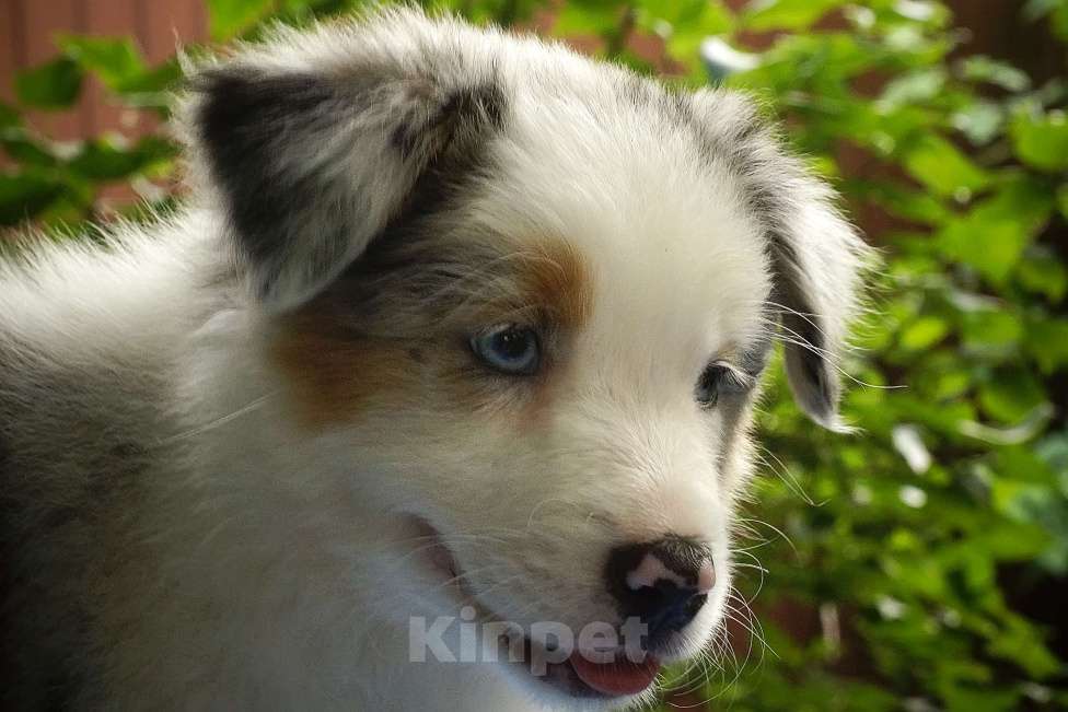 Собаки в Ростове-на-Дону: Щенки австралийской овчарки Мальчик, 60 000 руб. - фото 4