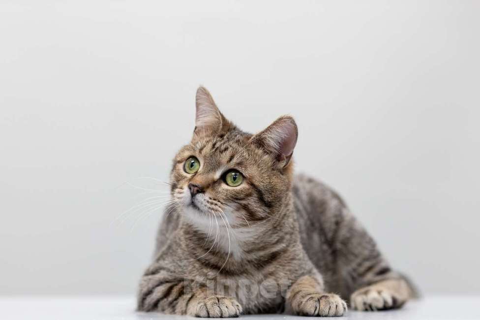 Кошки в Москве: Кот Раф в добрые руки Мальчик, Бесплатно - фото 2