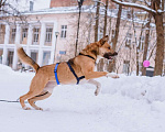 Собаки в Москве: Дружелюбный пес-компаньон Рэм ищет дом!  Мальчик, Бесплатно - фото 5