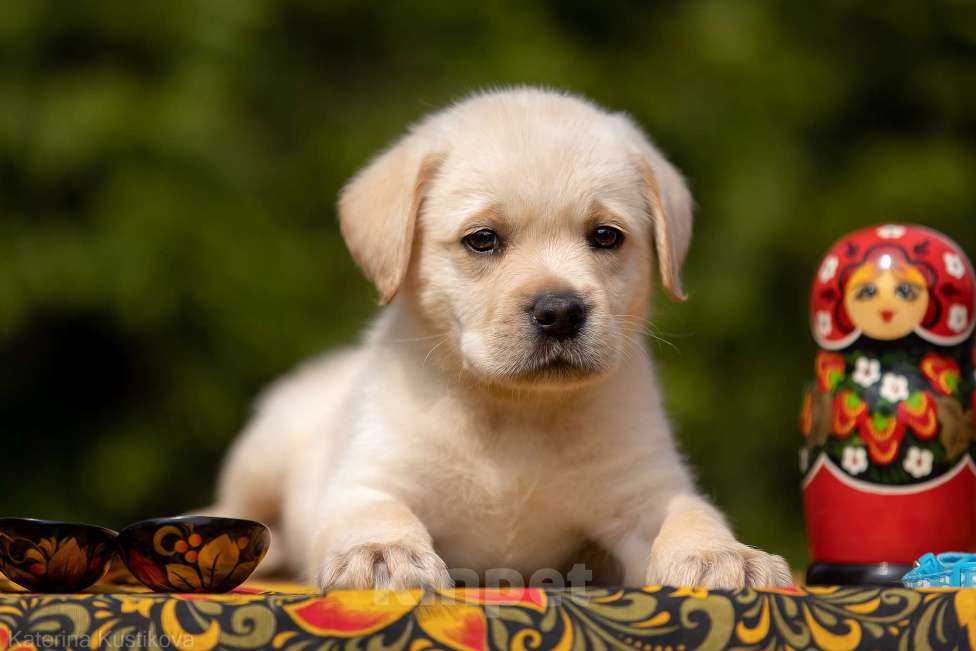 Собаки в Москве: Палевый щенок Лабрадора от родителей Чемпионов Мальчик, Бесплатно - фото 1