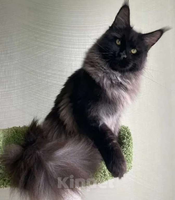 Кошки в Москве: Котята мейн-куны Разнополые, 50 000 руб. - фото 1