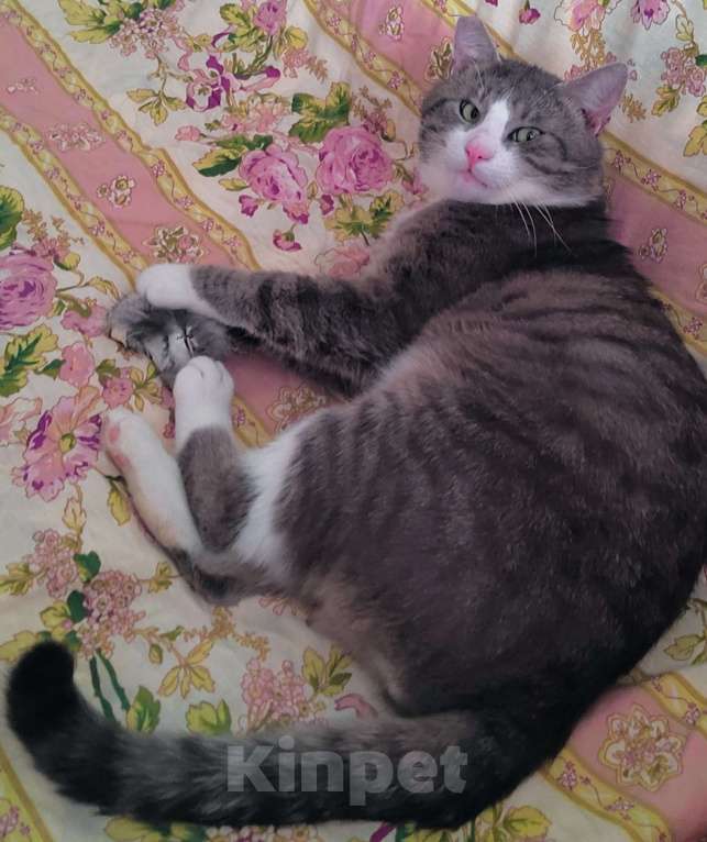 Кошки в Санкт-Петербурге: Абсолютно социализированный котик Феденька ищет родителей! Мальчик, Бесплатно - фото 5