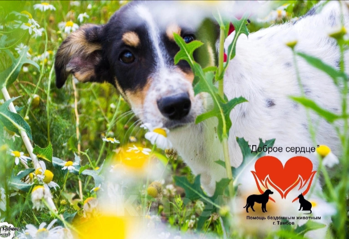 Собаки в Тамбове: Капа Девочка, Бесплатно - фото 3