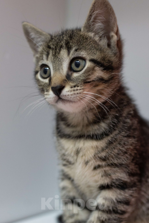 Кошки в Москве: Полосатик в добрые руки Мальчик, Бесплатно - фото 5