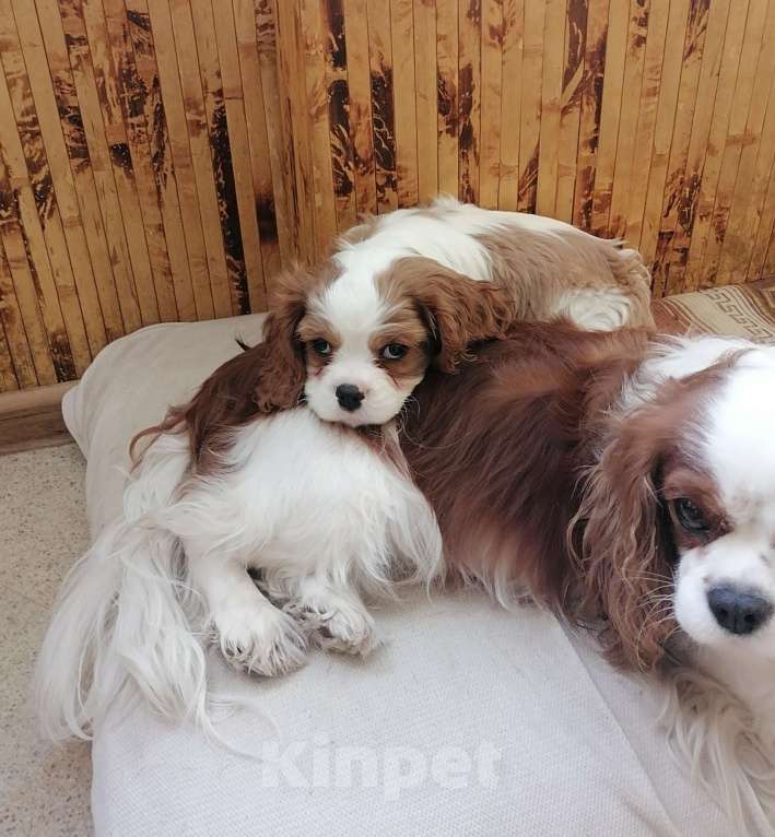 Собаки в Москве: Кавалер Кинг Чарльз спаниель Мал Мальчик, 80 000 руб. - фото 1